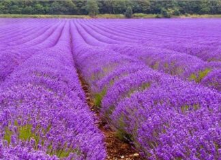 Purity Rules in Egyptian Sacred Places