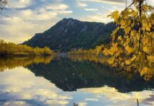 Domestic Animals in Ancient Egypt