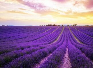 General Characteristics of the Crocodile